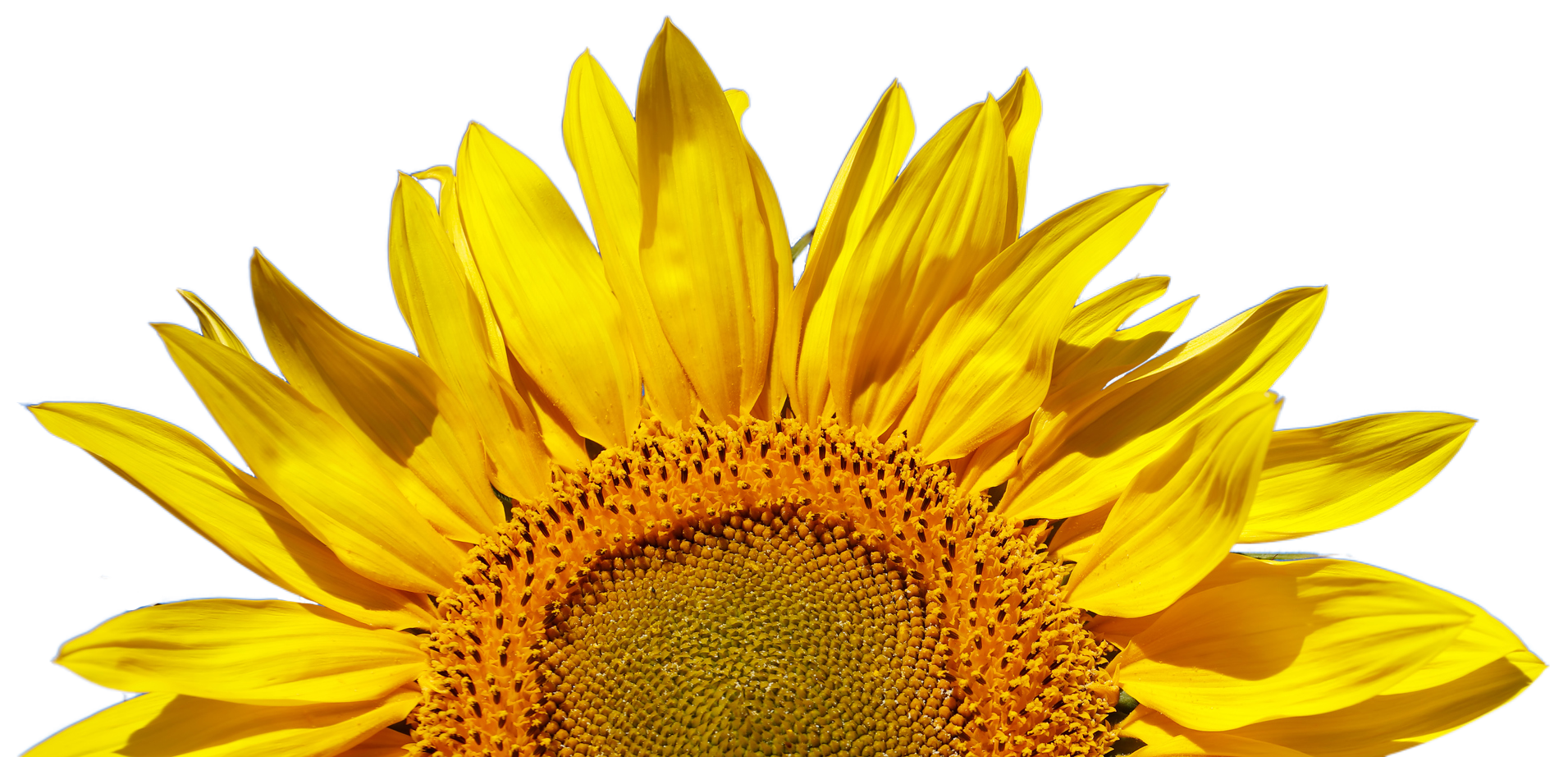 KIBIS Header Sonnenblume